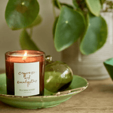 Plum & Ashby Cypress & Eucalyptus Candle 220g