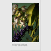 Aveda Miraculous Oil 50ml - Beauty Tribe